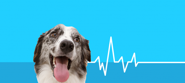 Diabetes In Dogs Causes Symptoms Treatments