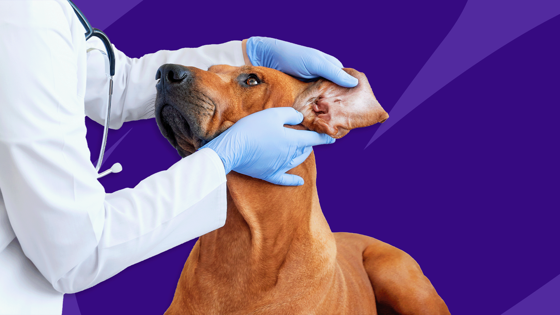 where do you inject penicillin in a dog