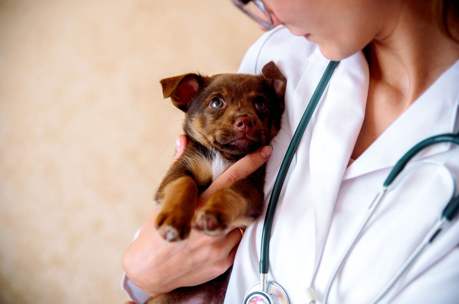 A veterinarian holding a puppy: Ozempic for dogs