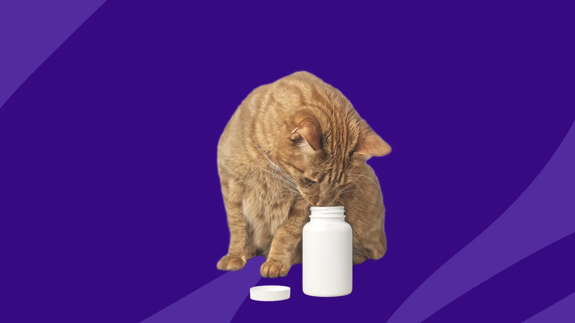 A cat sniffing a bottle of pills | MiraLAX for cats