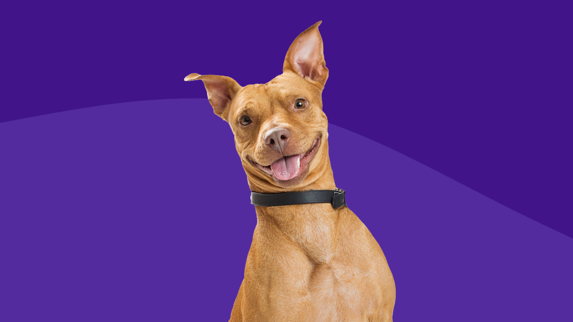 A brown dog with its tongue out: Amoxicillin dosage for dogs