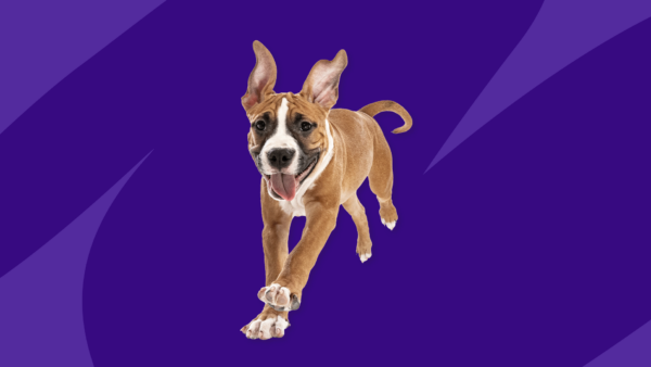 A brown and white dog running: Buspirone for dogs