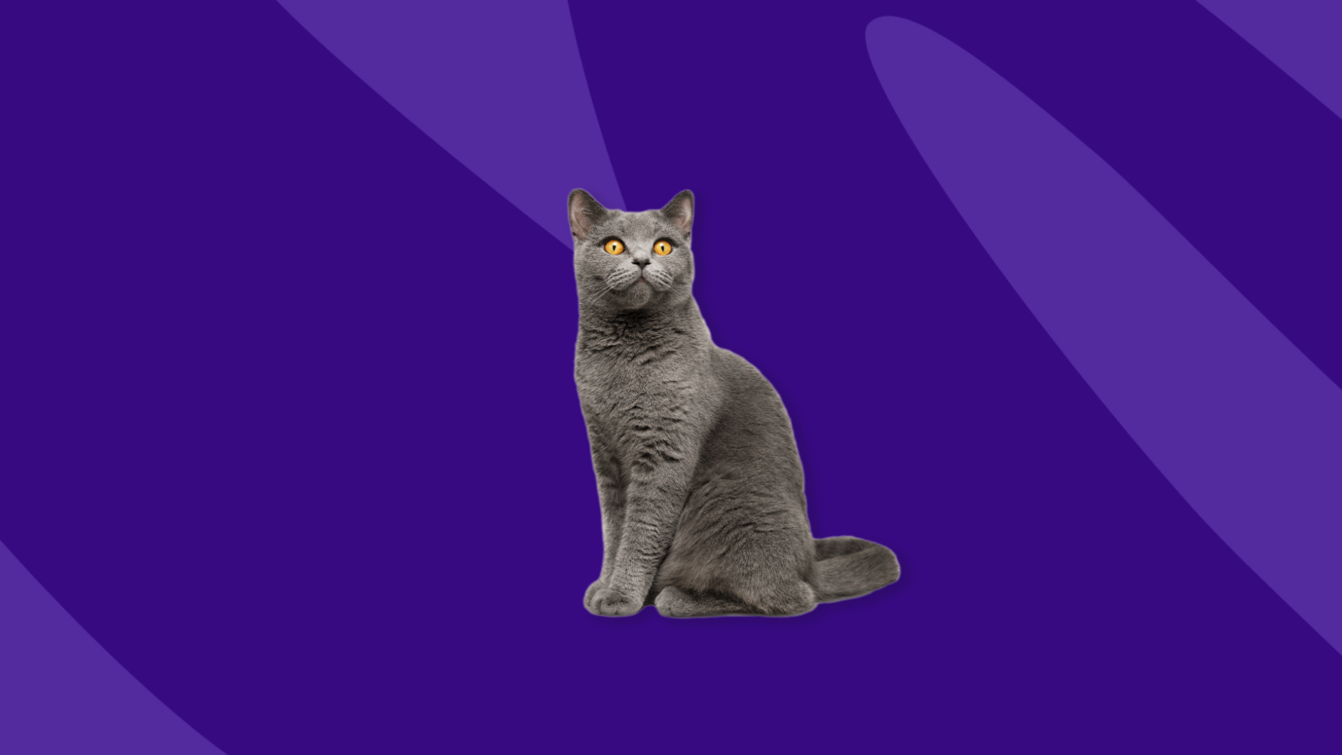 A grey cat sitting: Cephalexin for cats