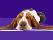 A hound dog sleeping: Clonazepam for dogs