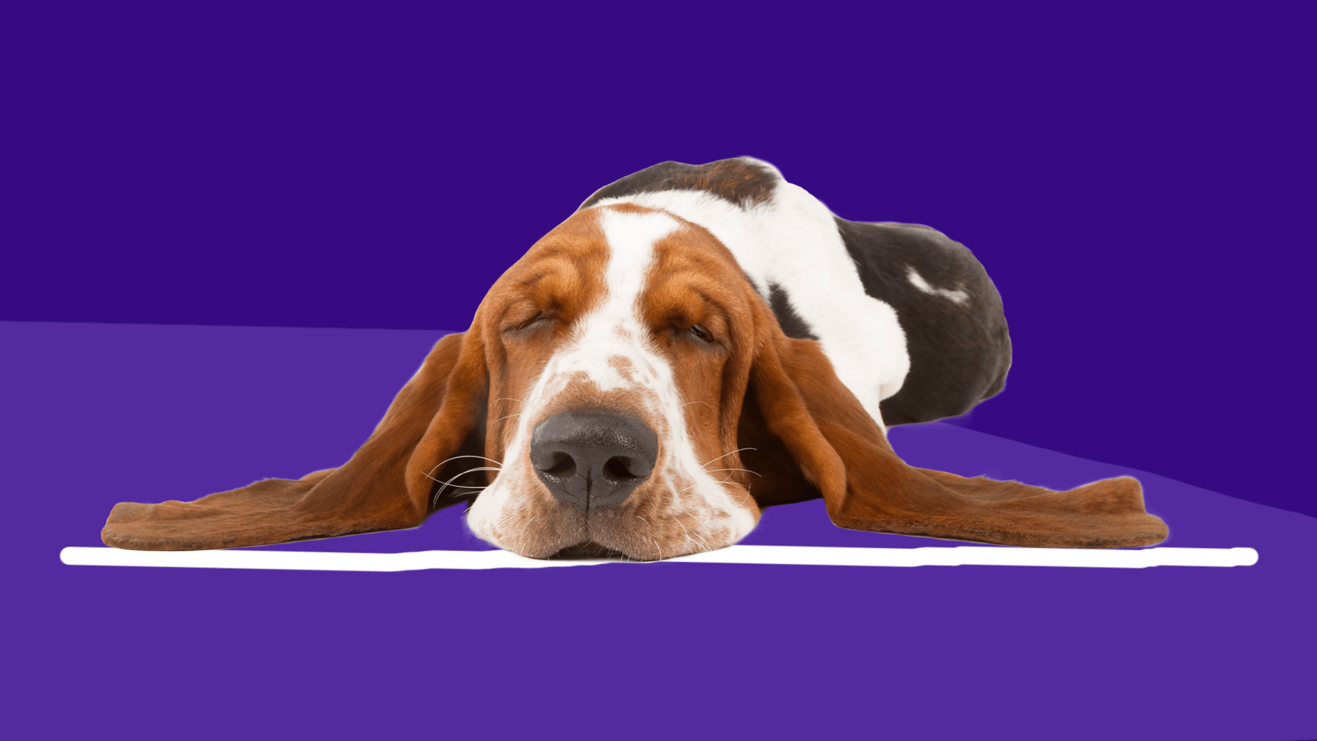 A hound dog sleeping: Clonazepam for dogs