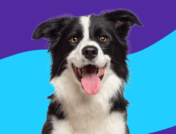 A black and white dog: Farxiga for dogs