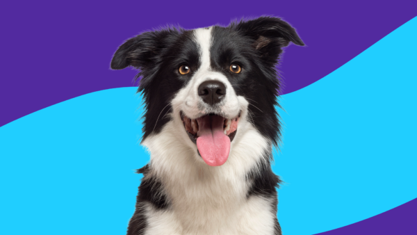 A black and white dog: Farxiga for dogs