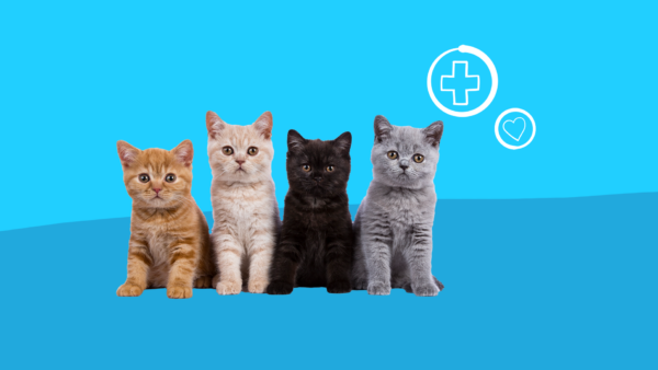 4 kittens: Can you give cats ibuprofen?