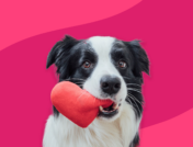 Black and white dog holding a heart shape toy: Keytruda for dogs