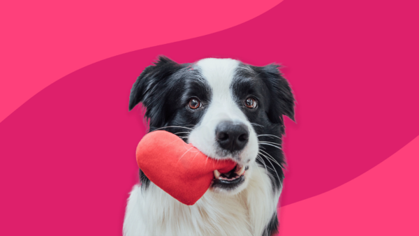 Black and white dog holding a heart shape toy: Keytruda for dogs