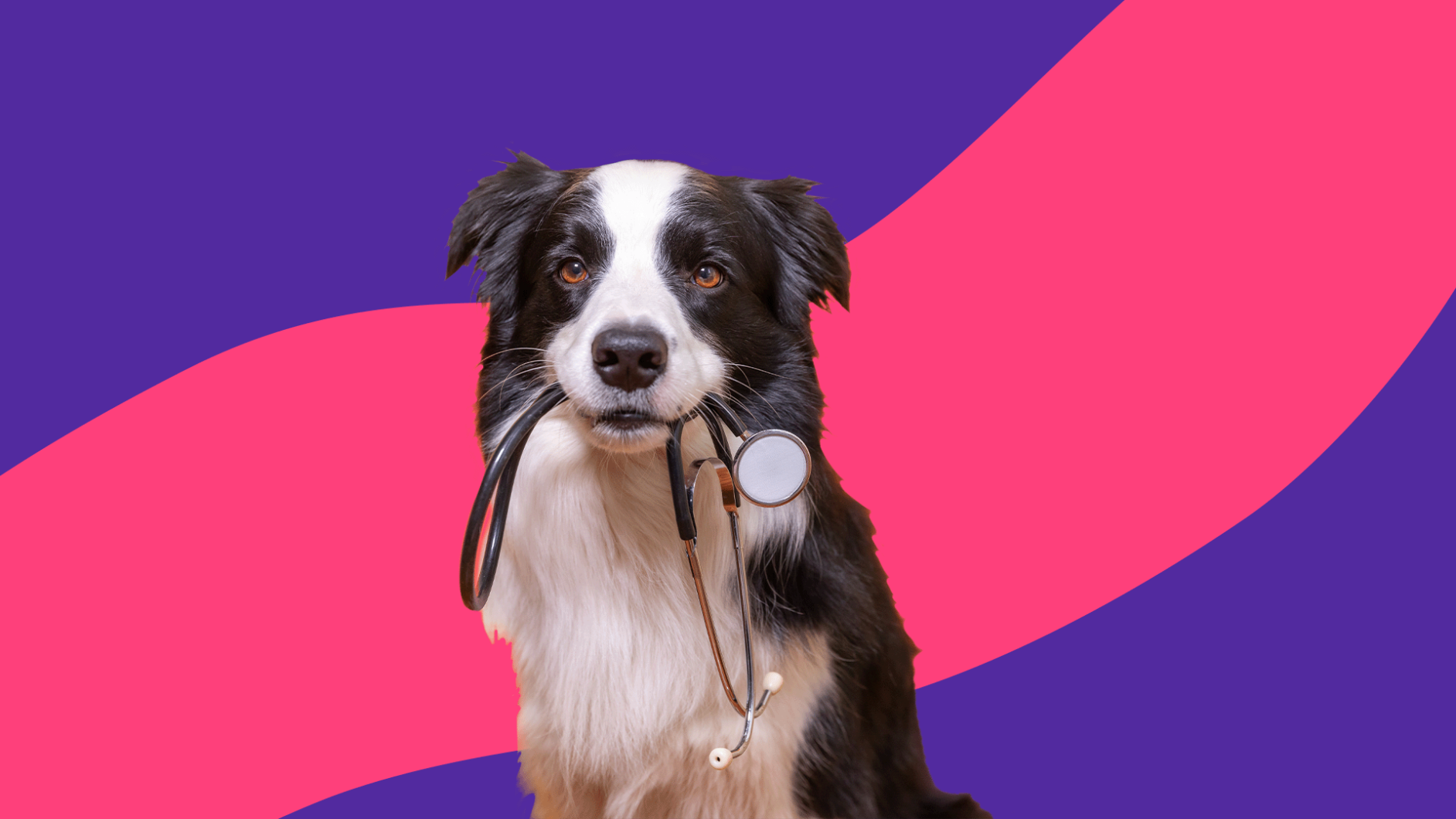 A black and white dog holding a stethoscope: What is enalapril used for in dogs?