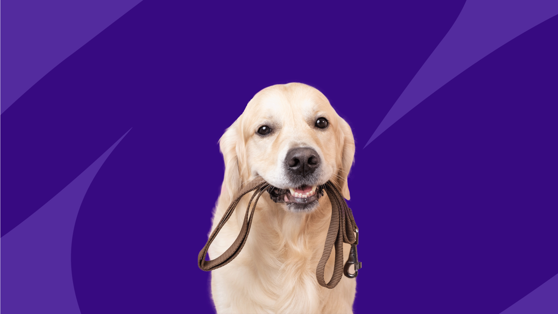 Golden retriever holding a leash in mouth: What is zonisamide used for in dogs?