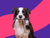 Dog holding a leash: Metformin for dogs