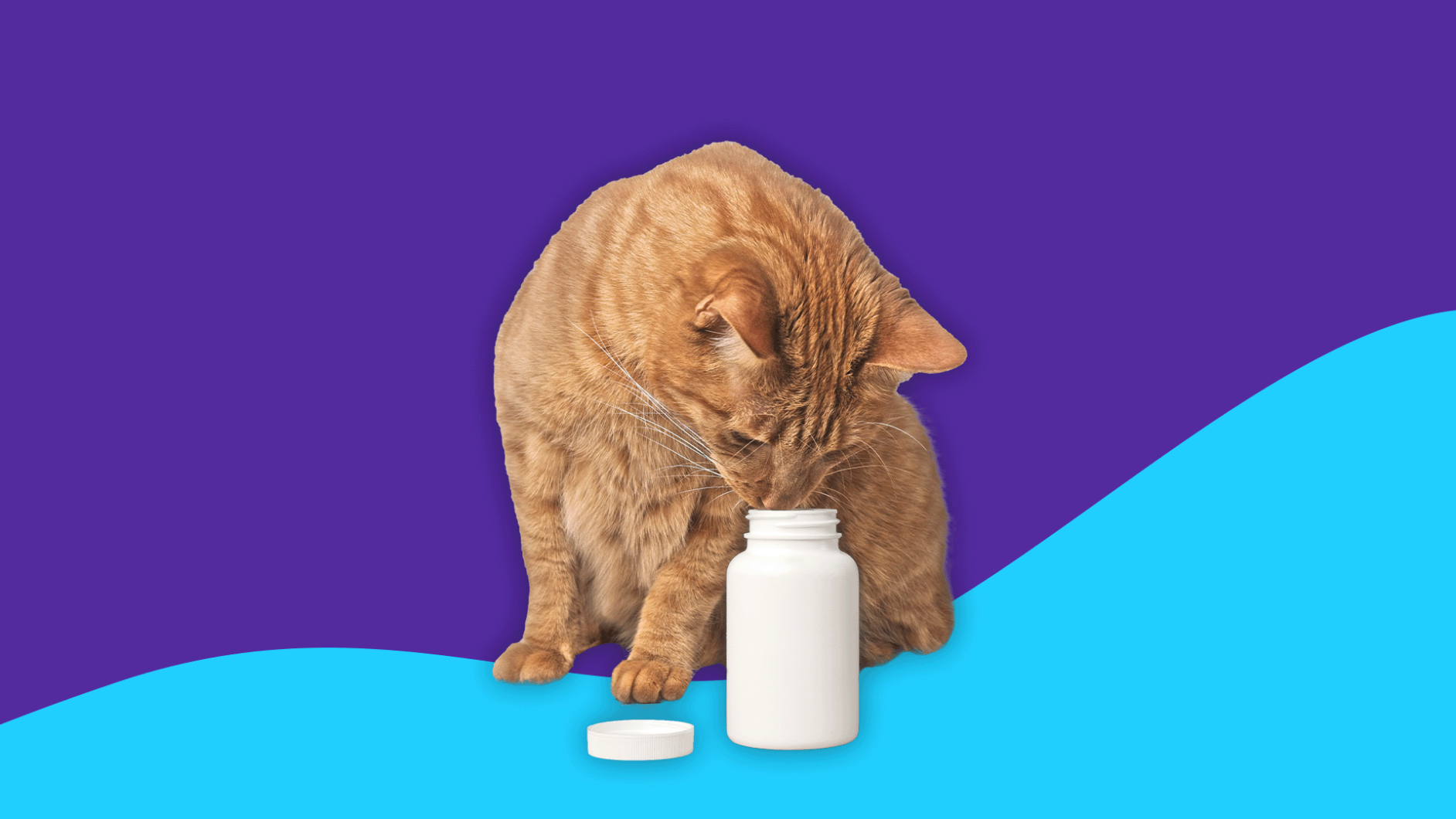 Orange cat looking into a pill bottle: What is enalapril used for in cats?