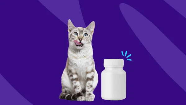 Cat next to a bottle of pills - buprenorphine for cats