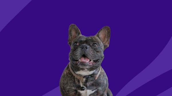 Black French Bulldog: Can dogs take lisinopril?