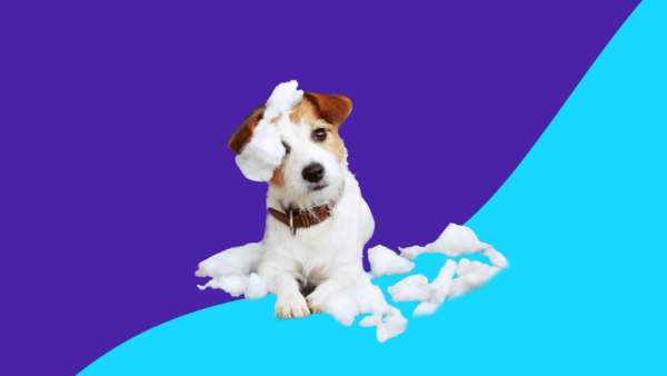 Brown and white dog with a torn up toy: Can estradiol be used for dogs?